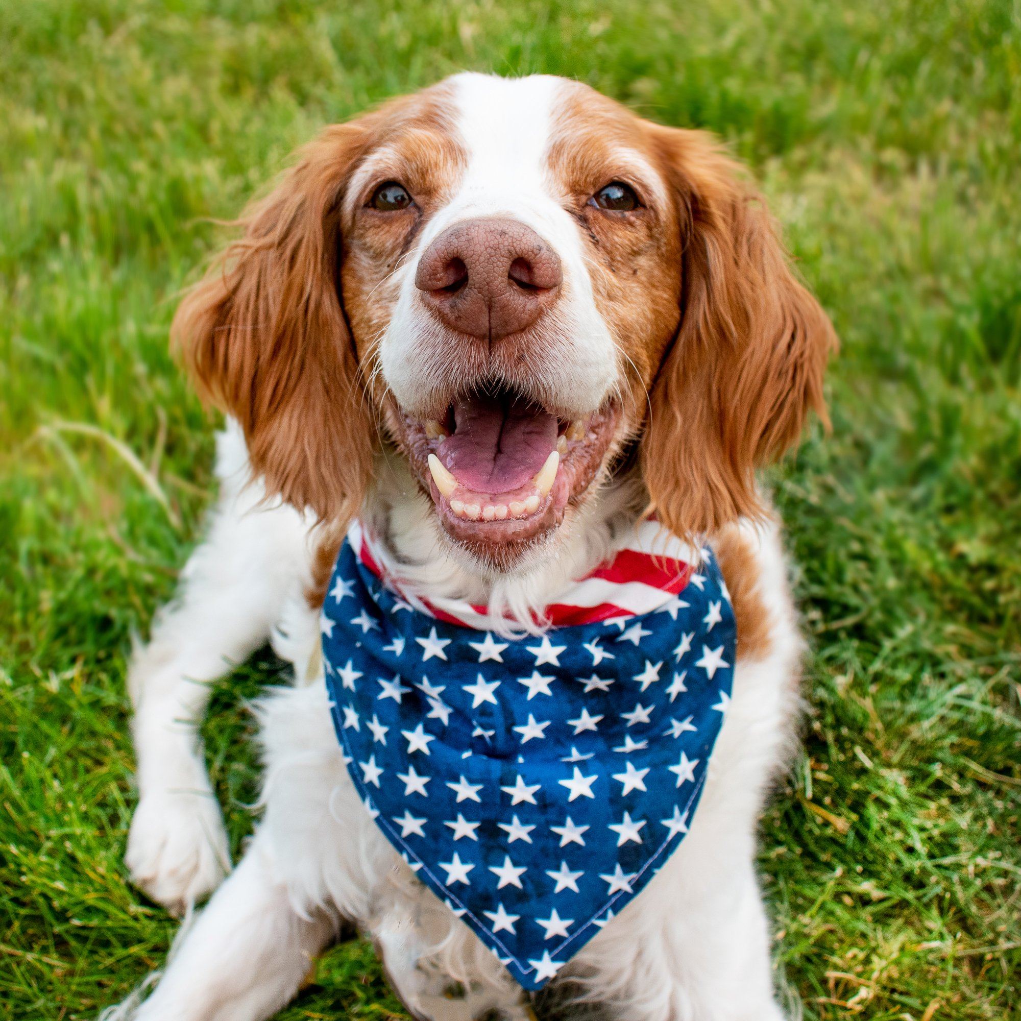 Personalized Fourth of July Stars and Stripes Reversible Snap On Dog B –  Life Has Just Begun